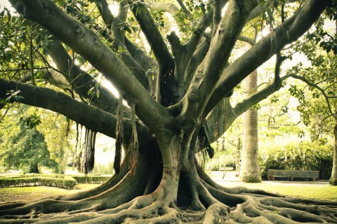 tree with roots