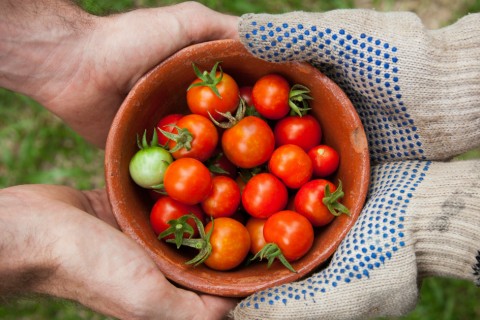 generous gardener sharing tomatoes