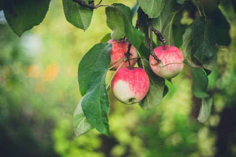 picture of apples on tree