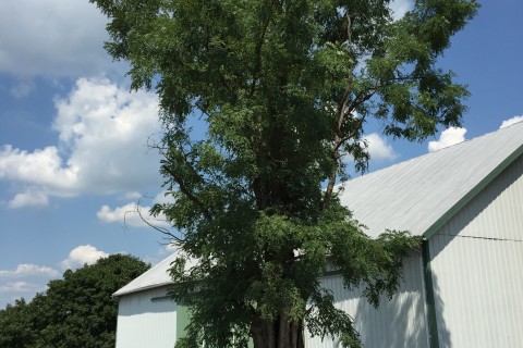 locust tree