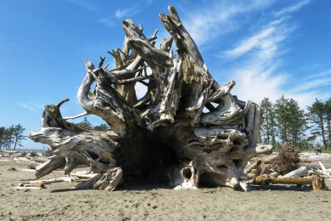 Shelter in overturned tree