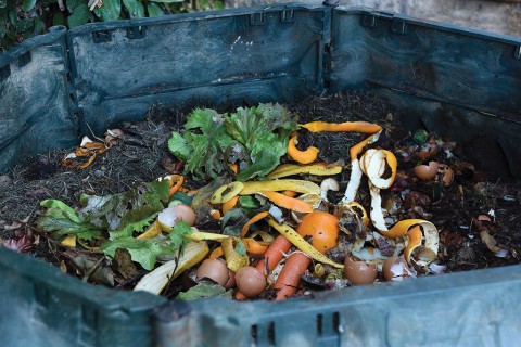 food scraps and compost