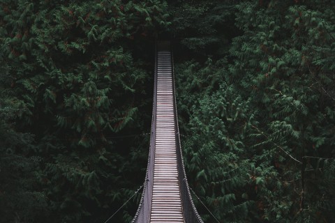 bridge in woods