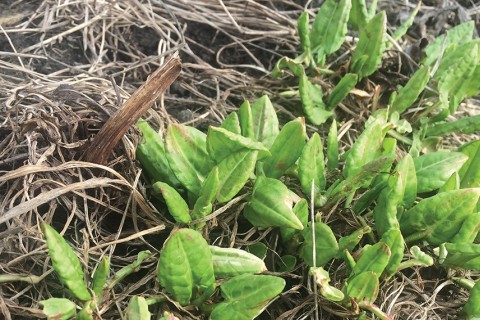 sorrel emerging