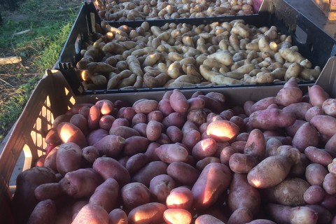 varieties of potatoes