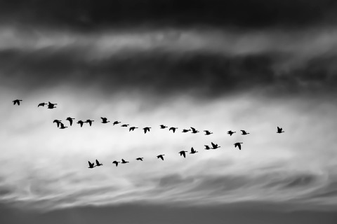 geese migrate