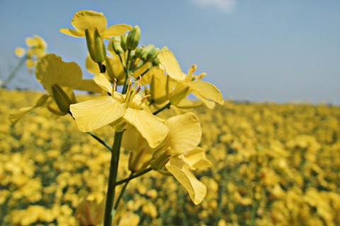 mustard flowers