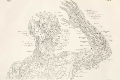 anatomical drawing human