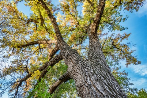 cottonwood tree
