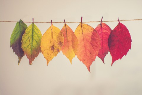 picture of autumn leaves