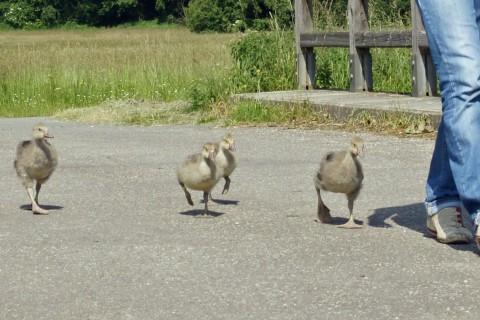 cross-species imprinted goslings