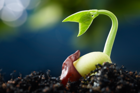 a seed germinating