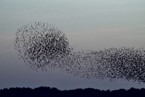 murmuration of starlings