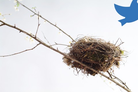 the twitter logo flying from a nest 