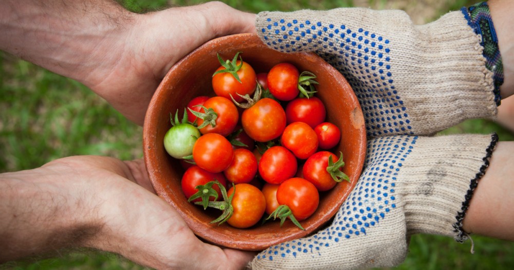 generous gardener sharing tomatoes