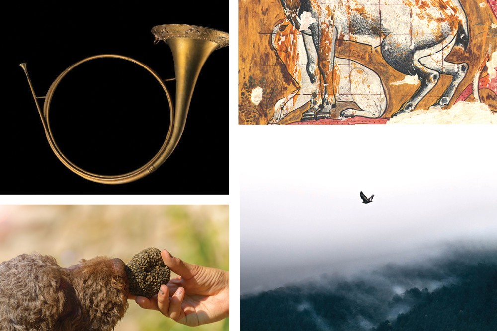 clockwise: French horn, canine illustration, truffle dog, hawk flying