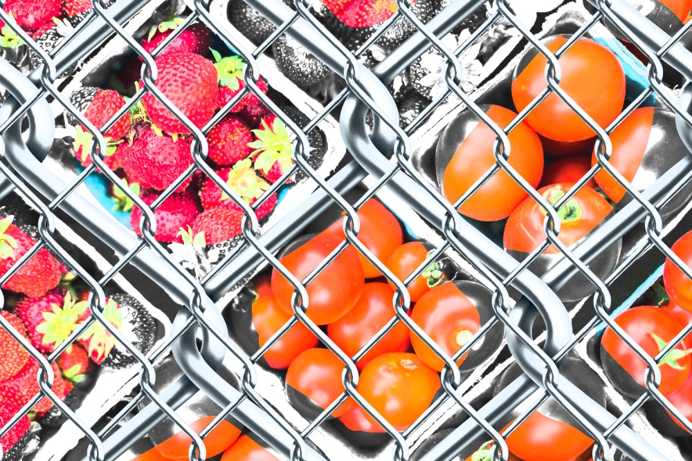 strawberries and tomatoes in containers covered by fencing