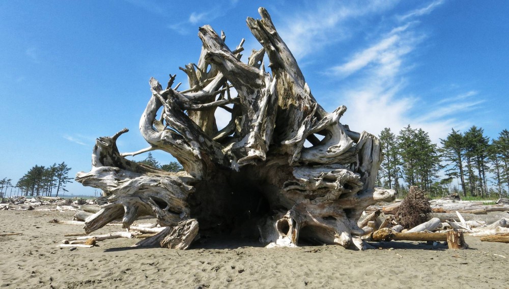 Shelter in overturned tree
