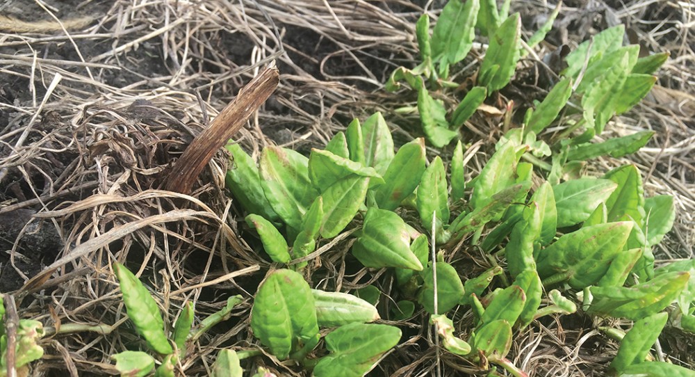 sorrel emerging