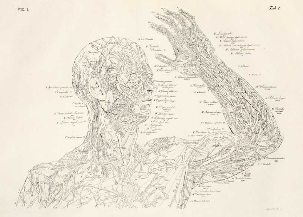 anatomical drawing human