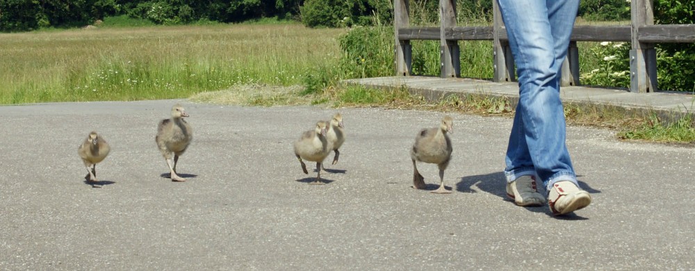 cross-species imprinted goslings