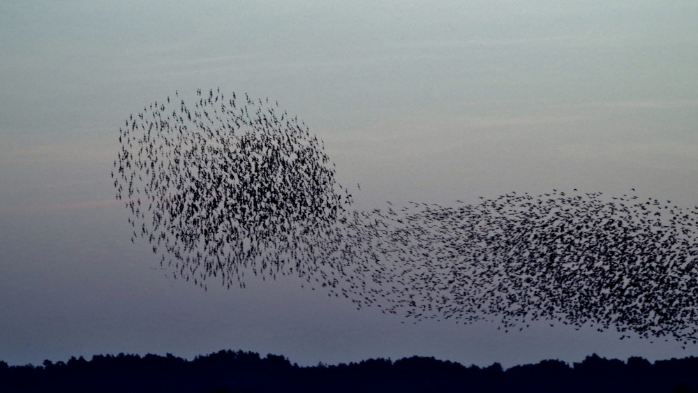 murmuration of starlings