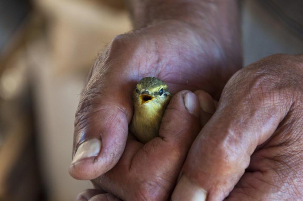 Hands holding bird