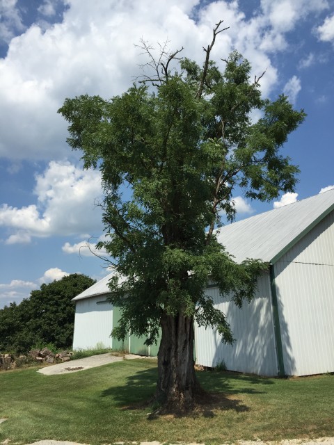 locust tree