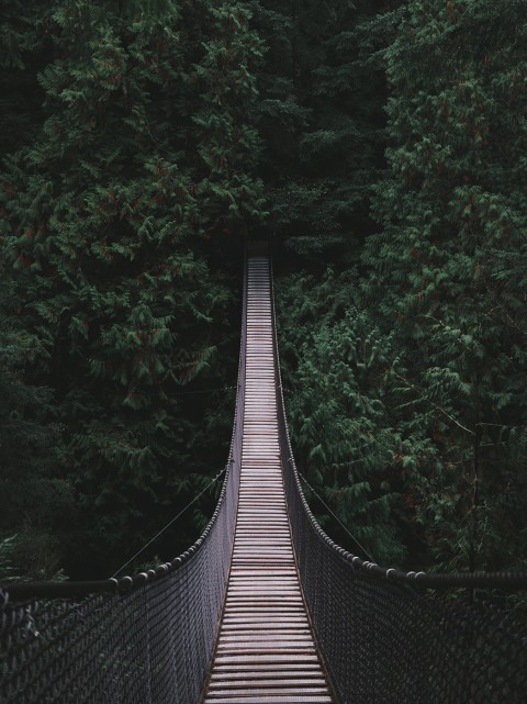 bridge in woods