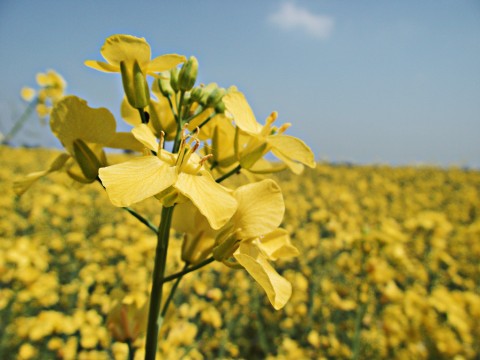 mustard flowers