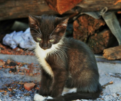 black kitten with white boots