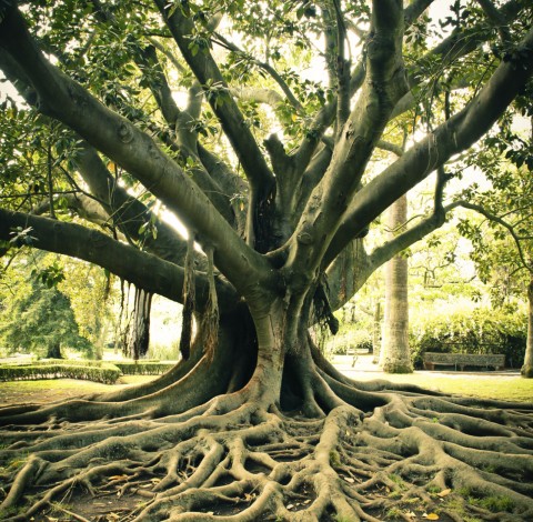 tree with roots