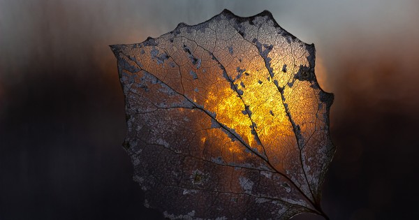 1,620 Funeral Background Stock Photos, High-Res Pictures, and Images -  Getty Images