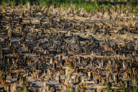 a burned field