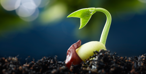 a seed germinating