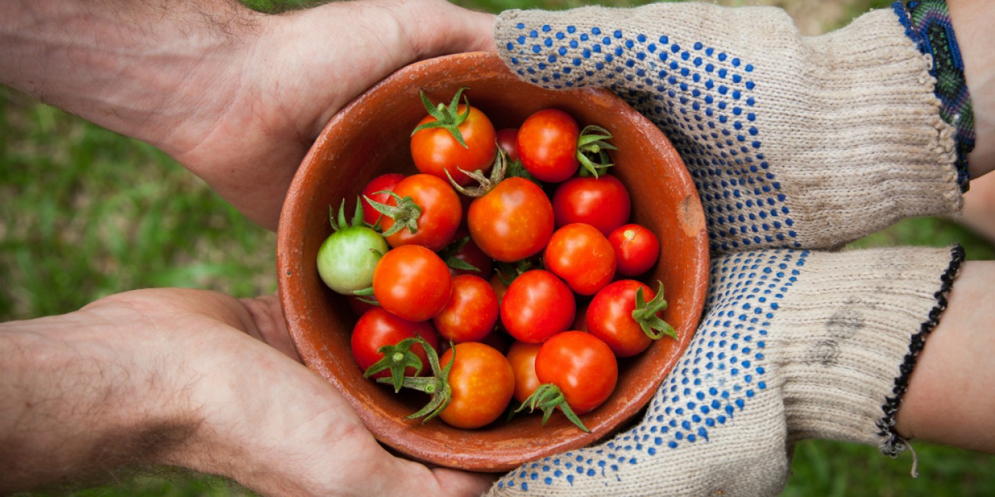 generous gardener sharing tomatoes