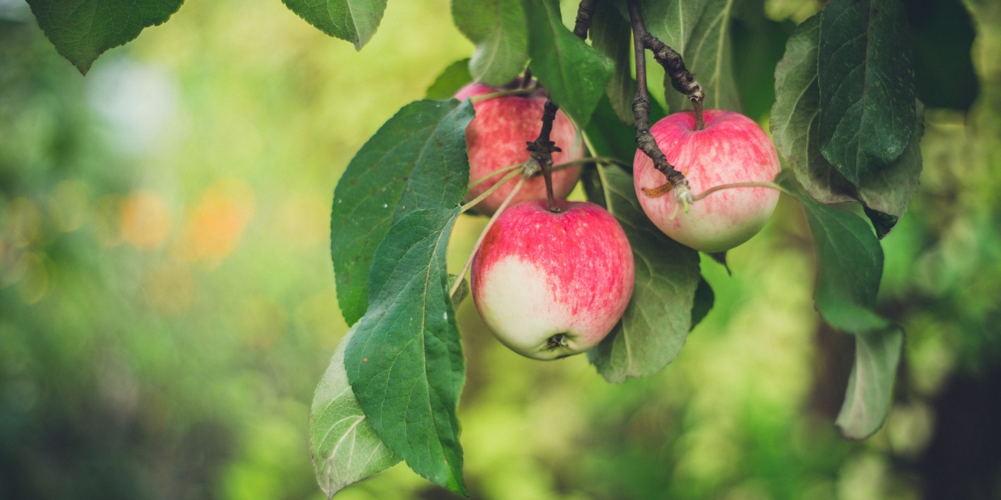 picture of apples on tree