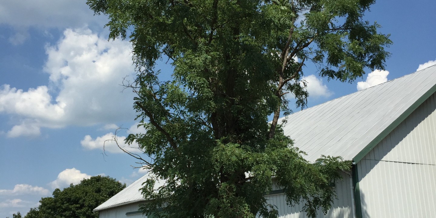 locust tree