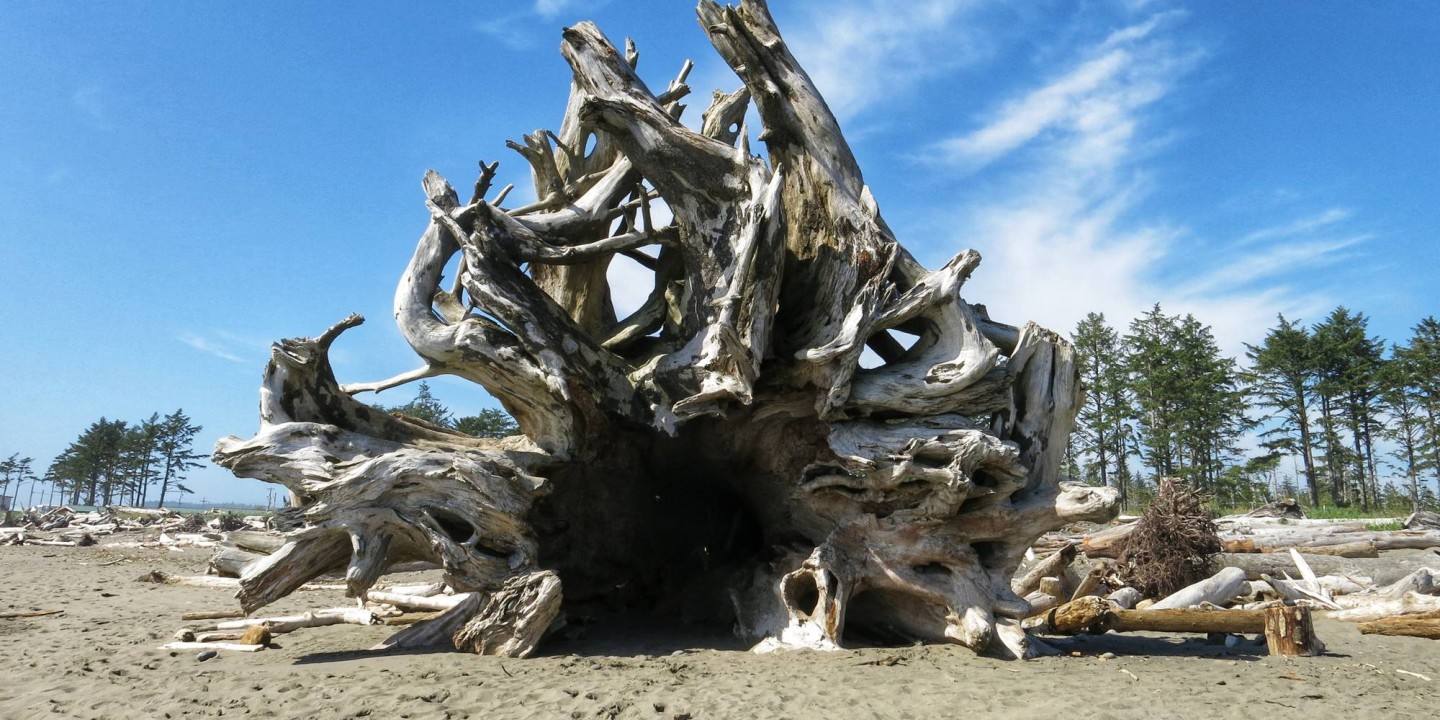 Shelter in overturned tree