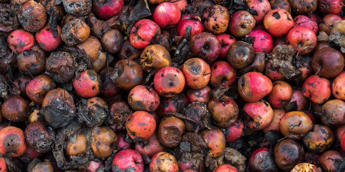 rotten apples