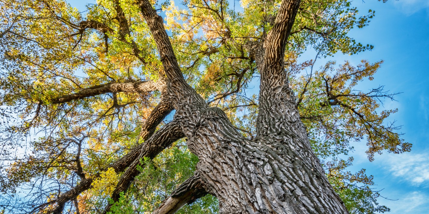 cottonwood tree