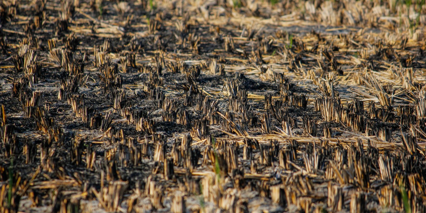 a burned field