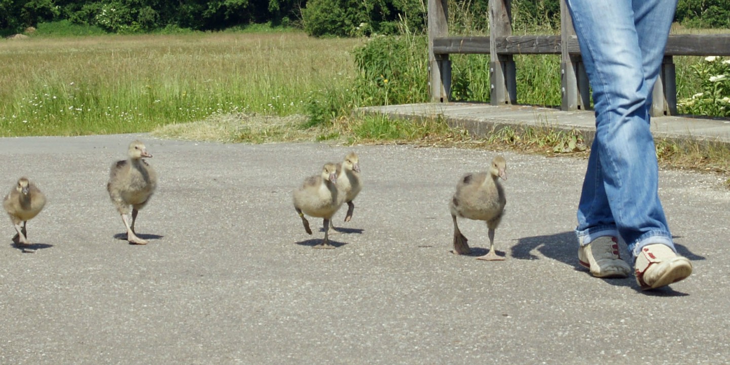 cross-species imprinted goslings
