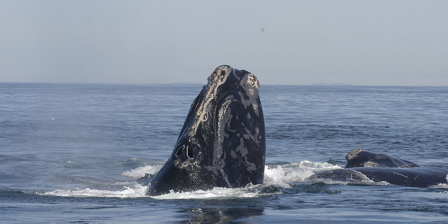 North Atlantic right whale