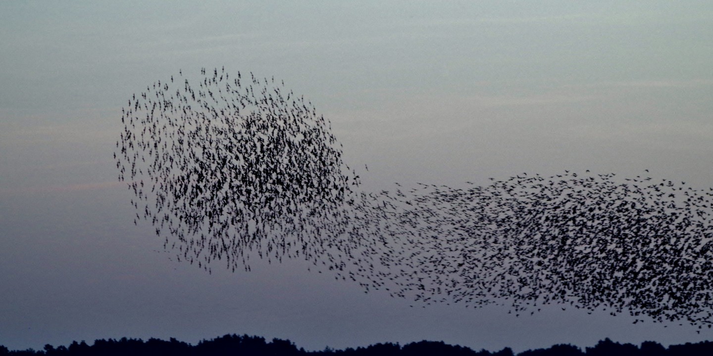 murmuration of starlings