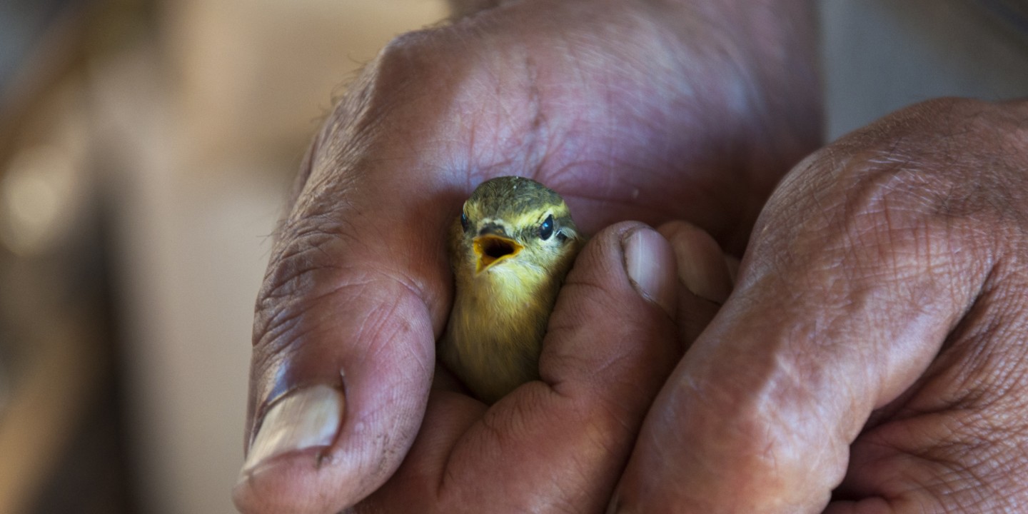 Hands holding bird