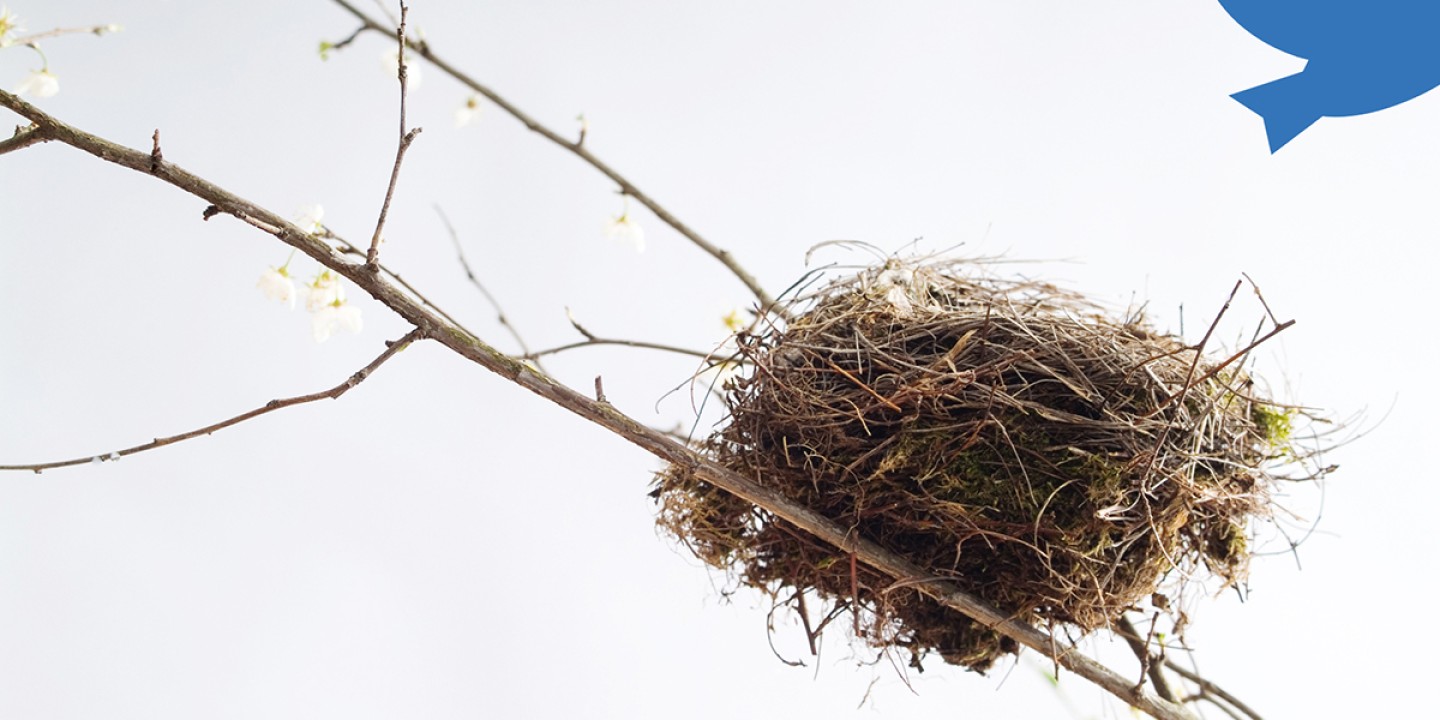 the twitter logo flying from a nest 